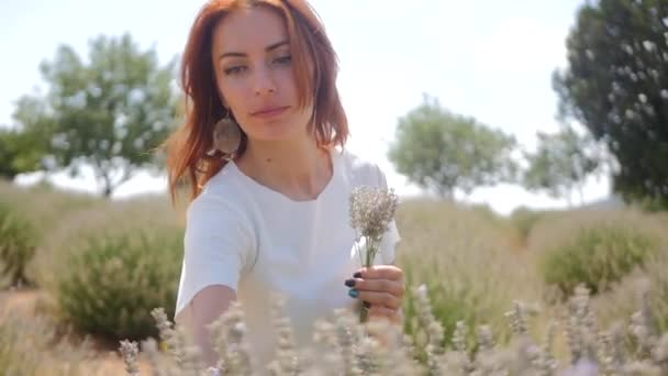 Mujer recogiendo flores de lavanda — Vídeo de stock