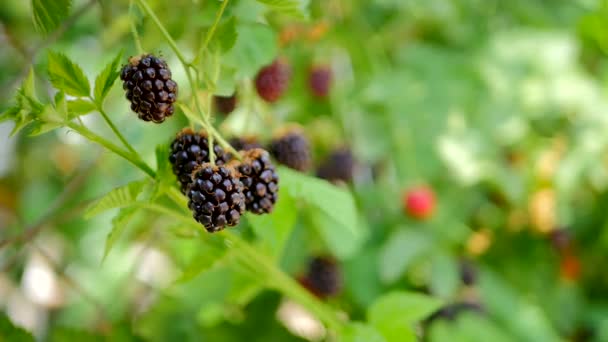 Reife Brombeeren aus nächster Nähe — Stockvideo