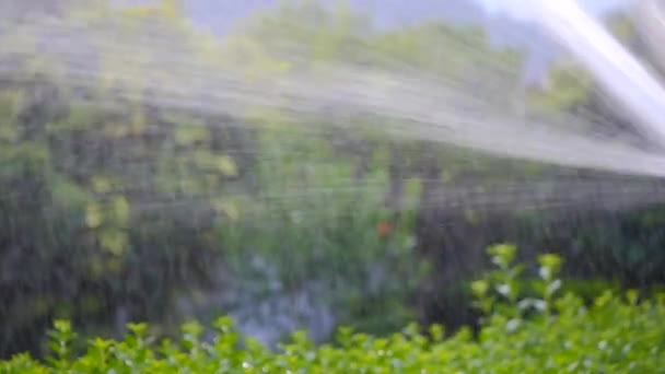 Watering garden with hose — Stock Video