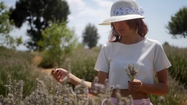 Жінка збирає квіти лаванди — стокове відео