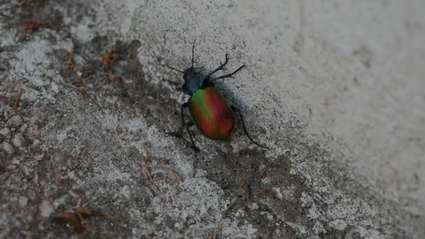 Énorme coléoptère extérieur runnig sur un plancher de pierre — Video