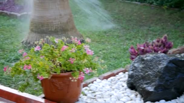 Watering garden with hose — Stock Video