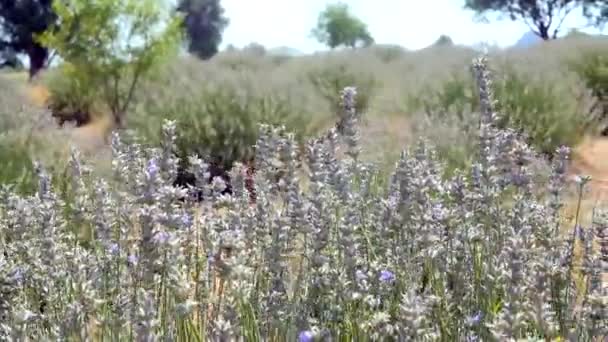 Lavendel blommor på Sunny Day — Stockvideo
