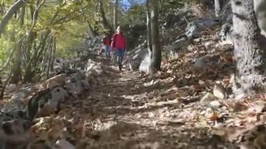 Güneşli havalarda bir autunm ormanda Broadwalk