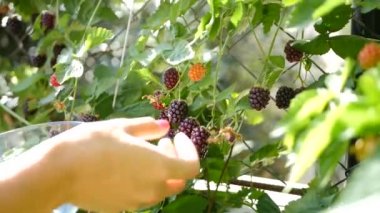 kadın malzeme çekme böğürtlen