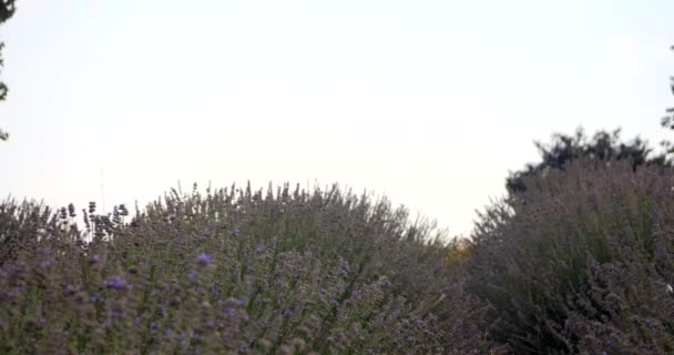 Лаванда цветы на утреннем поле восхода солнца — стоковое видео