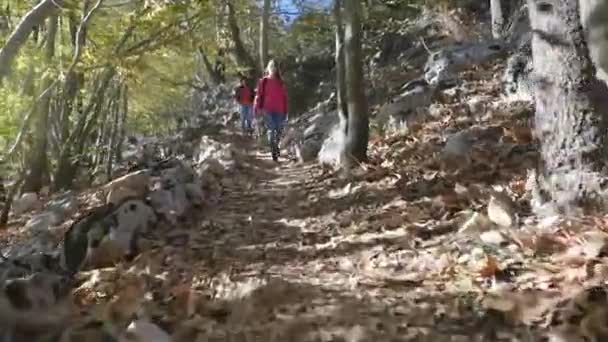 Broadwalk a través de un bosque autunm en el clima soleado — Vídeos de Stock