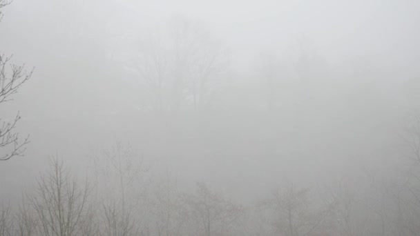 Auto fährt im Frühlingswald im mysteriösen Nebel — Stockvideo