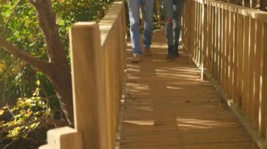 Güneşli havalarda bir autunm ormanda Boardwalk