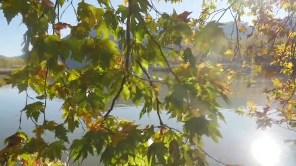 Vista de cerca del árbol y el lago tranquilo en el fondo — Vídeo de stock