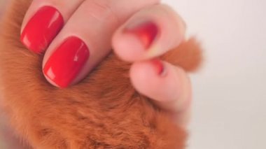 Womans hands with red manicure hold red fluffy ball