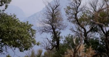 Ağaçların arasından ıssız bir ada manzarası