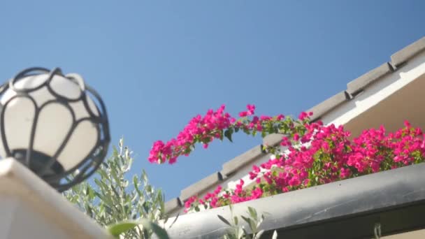 Begonville flor brach ouse telhado no fundo — Vídeo de Stock