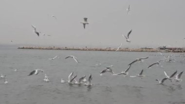 İstanbul Türkiye yakınlarındaki deniz üzerinde martılar