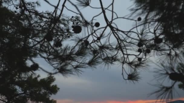 Prachtig uitzicht op zee door de pijnbomen takken bij zonsondergang — Stockvideo