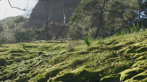 Nahaufnahme von grünem Gras, Truthahn Natur — Stockvideo