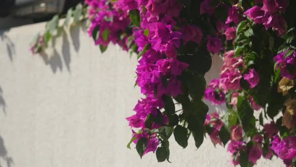 Begonville λουλούδι λευκό τοίχο στο παρασκήνιο — Αρχείο Βίντεο
