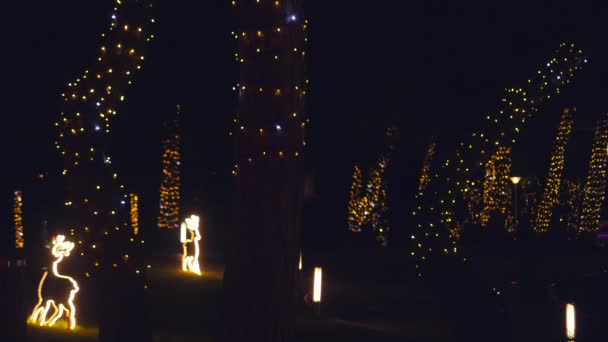 Dekoracje świąteczne na drzewach nocą — Wideo stockowe