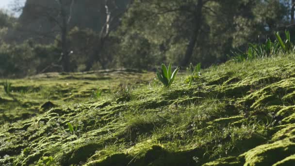 Closeup of green grass, Turkey nature — Stock Video