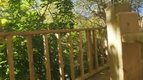 Прогулянка дошкою крізь ліс у сонячну погоду — стокове відео