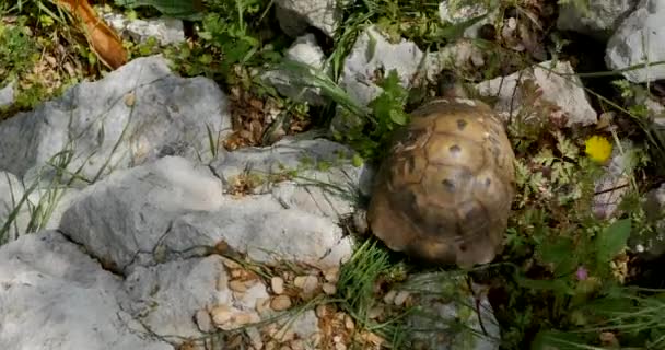 Tortoise walking on the rocks — Stock Video