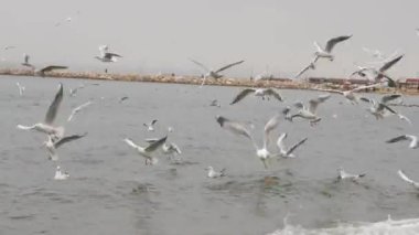 İstanbul Türkiye yakınlarındaki deniz üzerinde martılar