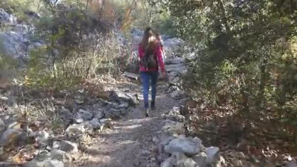 Breitwanderung durch den Wald bei Sonnenschein — Stockvideo