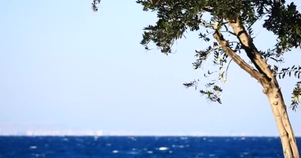 Olivträds grenar vid havet på bakgrunden — Stockvideo