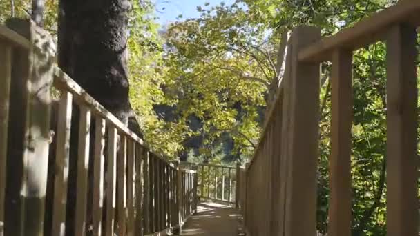 Passeio a pé através de uma floresta autunm em tempo de sol — Vídeo de Stock