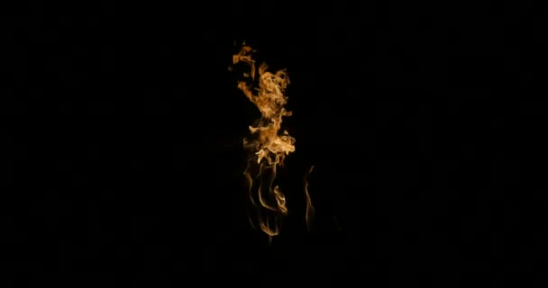 Fire flames in the dark — Stock Video