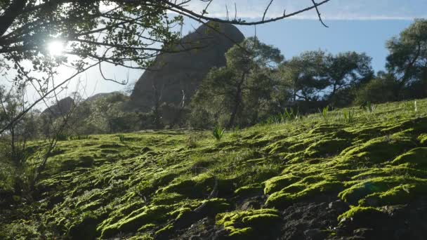 Beautiful landscape of green grass and spring woods Turkey nature — Stock Video