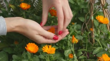 Calendula çiçek tomurcukları toplama