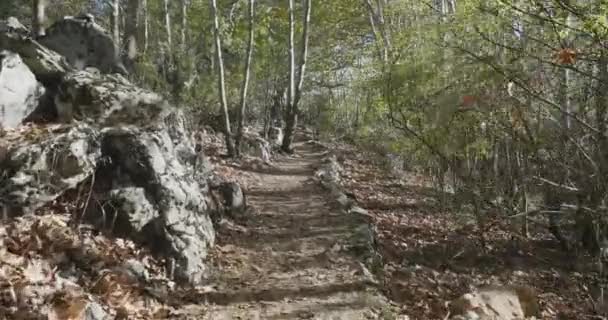 Broadwalk através de uma floresta autunm em tempo de sol — Vídeo de Stock