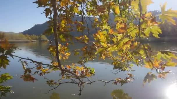 Крупним планом вид на дерево і спокійне озеро на фоні — стокове відео