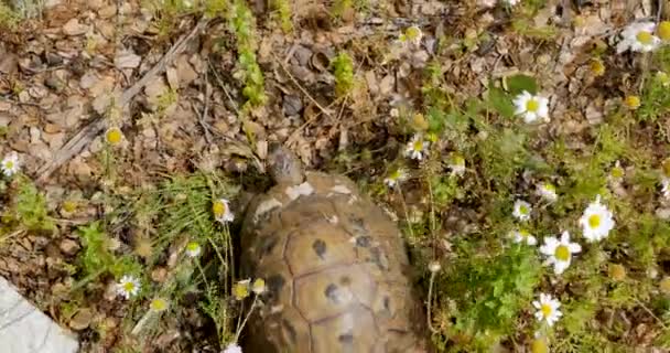 Tortue marchant sur les roches — Video