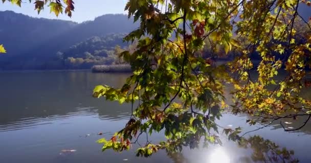 Κοντινά πλάνα από δέντρο και ήρεμη λίμνη στο παρασκήνιο — Αρχείο Βίντεο