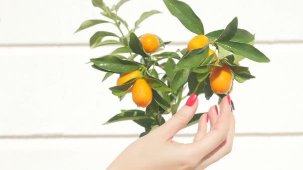 Womans hand touching kumquat berries and leaves — Stock Video