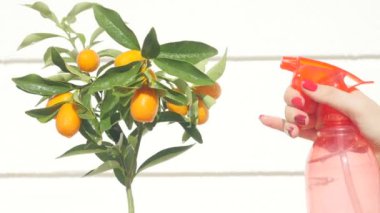 Womans hand watering kumquat berries and leaves