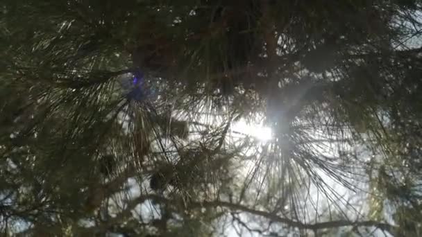 El sol brilla brillantemente a través de una rama de árbol — Vídeos de Stock