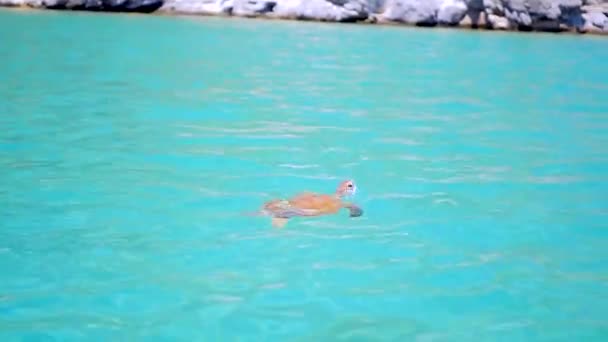 Turtle swimming in Mediterranean sea — Stock Video