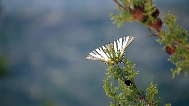 Primer plano de una hermosa mariposa volando lejos de la rama — Vídeos de Stock