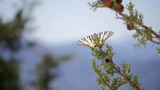 Primo piano di una farfalla beatiful seduta sul ramo — Video Stock