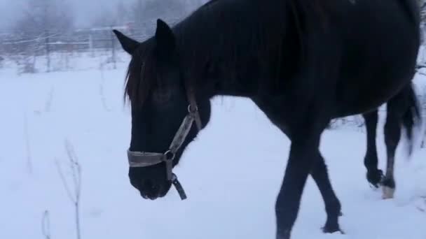 Черная лошадь ест сено зимой — стоковое видео