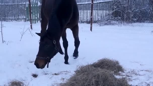 Caballo negro comiendo heno en invierno — Vídeo de stock