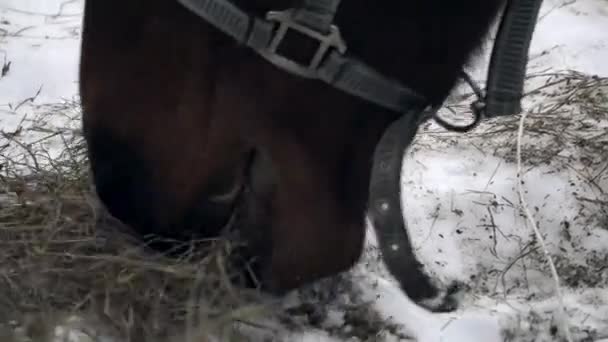 Horse eating hay in winter — Stock Video
