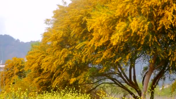Желтое весеннее дерево — стоковое видео