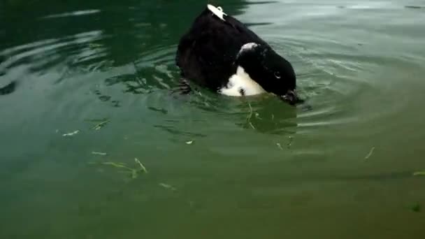 Un pato blanco y negro comiendo hierba — Vídeos de Stock