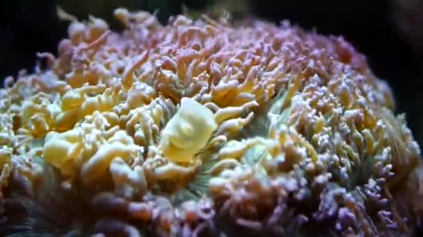 Coral vegetal bonito — Vídeo de Stock