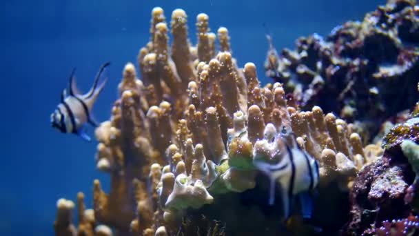 Strigocuscus kardinaal vis in het Aquarium — Stockvideo