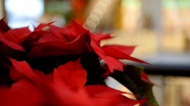 Kış tatilinde poinsettia çiçeği